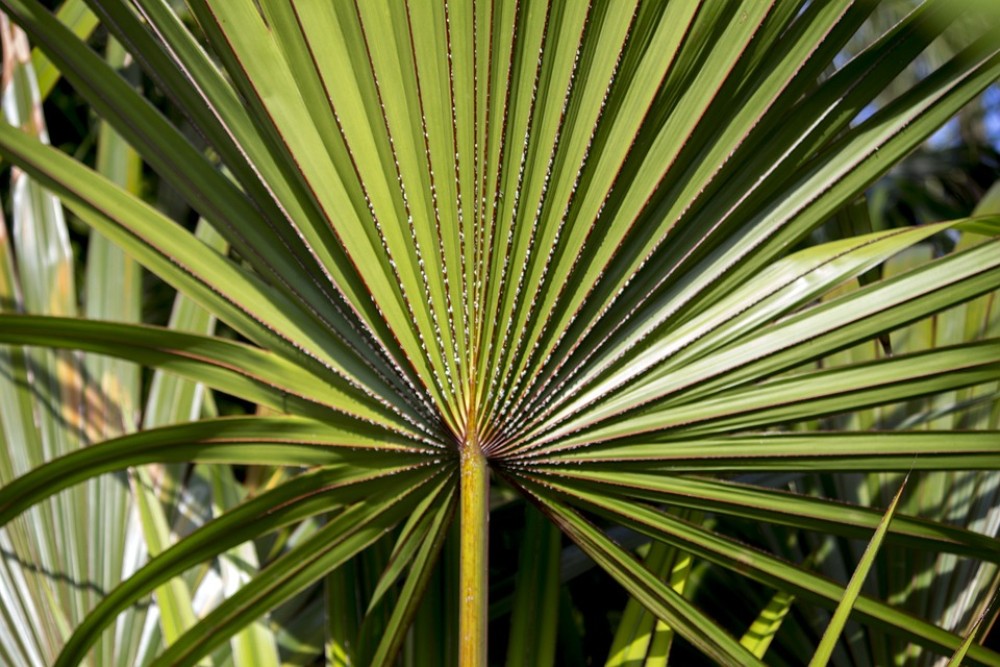 saw_palmetto